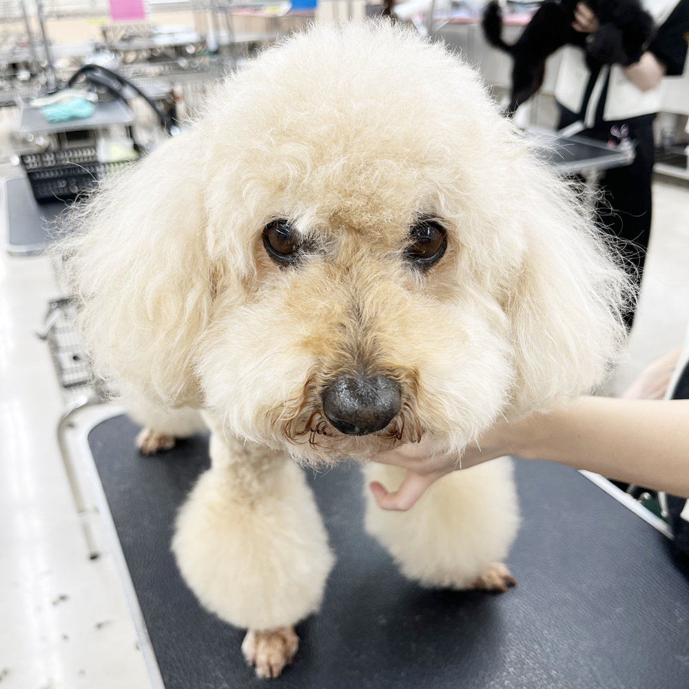 ２年生はお客様の愛犬をトリミング♪①